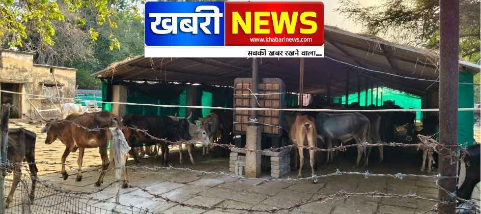 Heatwave में तड़पते मवेशियों को मिली राहत