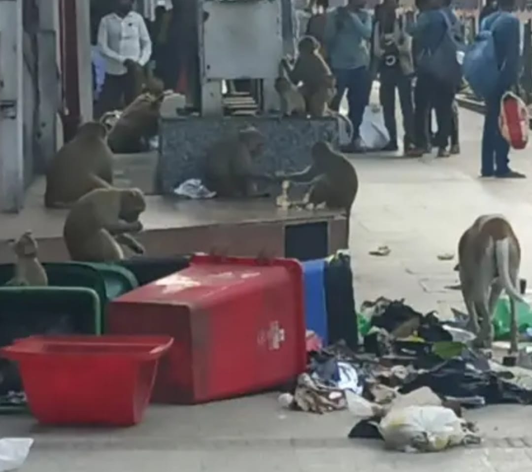 DDU Junction Monkey Terror
